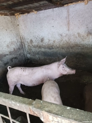 scrofita landrace cu pietran