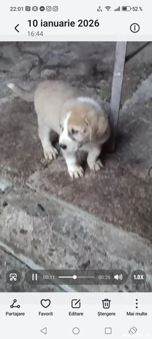 Vând Ciobanesc asia centrala  - imagine 2