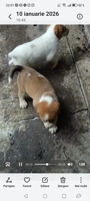 Vând Ciobanesc asia centrala  - imagine 3