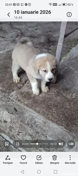 Vând Ciobanesc asia centrala  - imagine 4