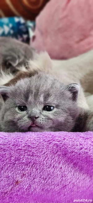 Fetita British Shorthair