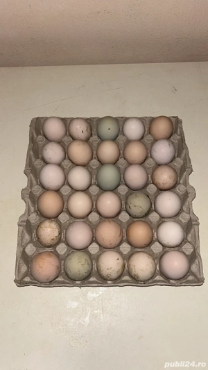 Oua pentru incubat 