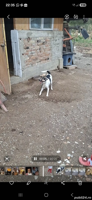 femela jack russel terrier  - imagine 3