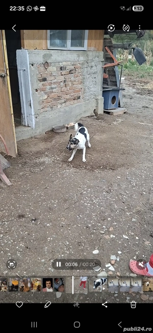 femela jack russel terrier  - imagine 2