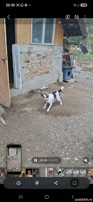 femela jack russel terrier 