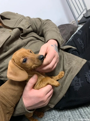 Cățeluș teckel foarte iubitor și jucăuș