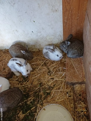 vand iepuri  - imagine 5