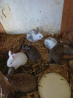 vand iepuri  - imagine 3