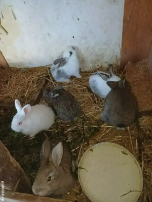 vand iepuri  - imagine 4