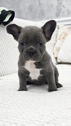 Bulldog francez Blue  - imagine 3