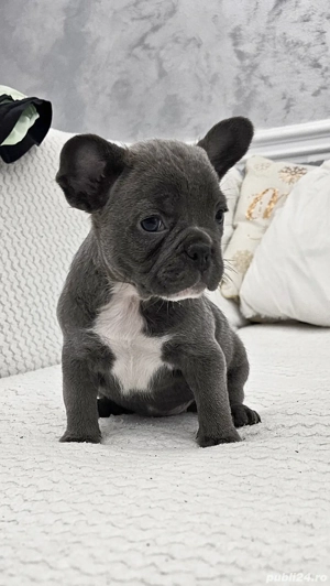 Bulldog francez Blue 