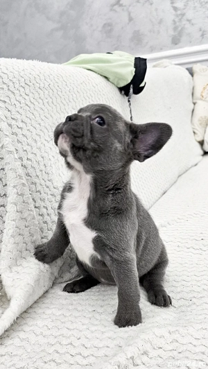 Bulldog francez Blue  - imagine 4