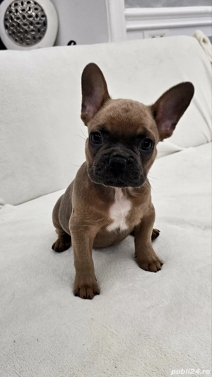 Bulldog francez Cocoa - imagine 4