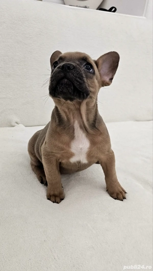 Bulldog francez Cocoa - imagine 2