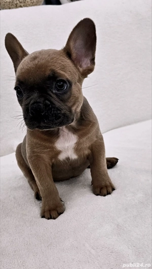 Bulldog francez Cocoa - imagine 3