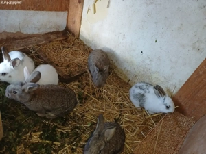 vand iepuri  - imagine 4