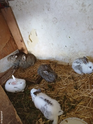 vand iepuri  - imagine 2