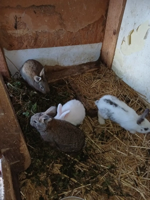 vand iepuri  - imagine 5