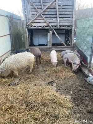 vand purcei - imagine 3