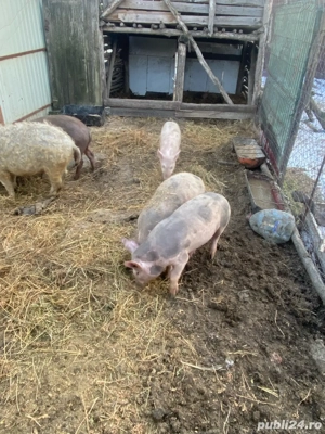 vand purcei - imagine 2