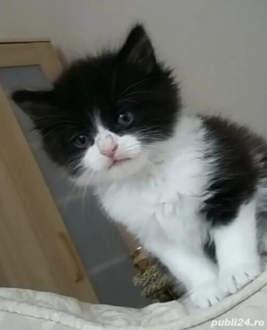 Siberiană de pădure 