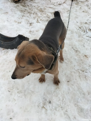 Câine de vânătoare  - imagine 4