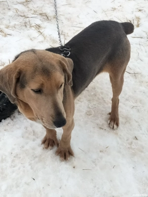 Câine de vânătoare  - imagine 2