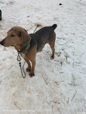 Câine de vânătoare  - imagine 3