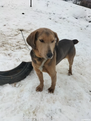 Câine de vânătoare  - imagine 5