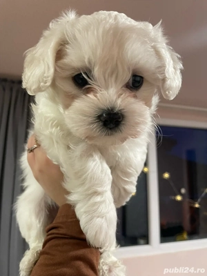 Bichon Maltez Pitic  - imagine 2
