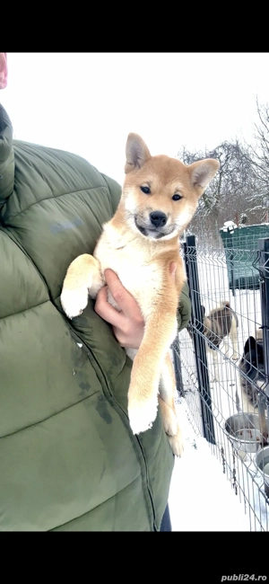 Shiba Inu  - imagine 4