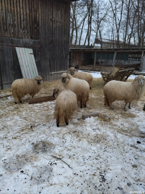 Oi de vanzare  - imagine 3