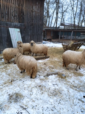 Oi de vanzare  - imagine 2