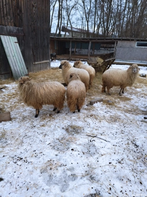 Oi de vanzare  - imagine 4