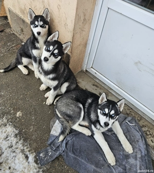 Cățeluși Husky Siberian 12 săptămâni  - imagine 4