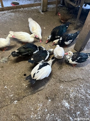 Rate mute lesesti - imagine 2