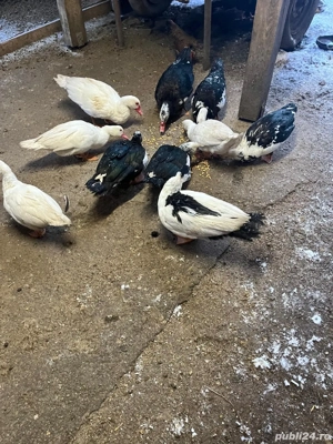 Rate mute lesesti - imagine 3