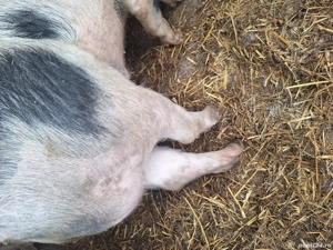 Vier petrain pentru producție  - imagine 4