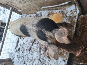 Vier petrain pentru producție  - imagine 3