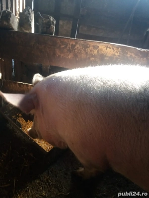 vand! Scroafa gestanta 300kg foarte blanda a doua fatare motata cu pietrean original - imagine 2