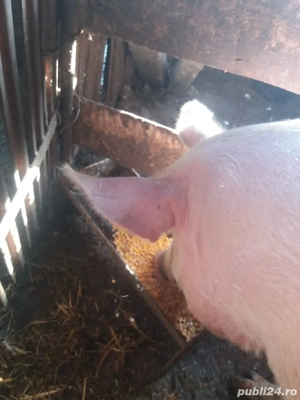 vand! Scroafa gestanta 300kg foarte blanda a doua fatare motata cu pietrean original - imagine 3