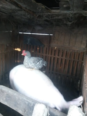 vand! Scroafa gestanta 300kg foarte blanda a doua fatare motata cu pietrean original