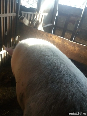 vand! Scroafa gestanta 300kg foarte blanda a doua fatare motata cu pietrean original - imagine 5