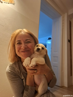 Donez catelusa de aproximativ 7 saptamani