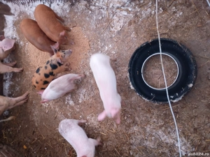 Vând purcei 8 saptamani