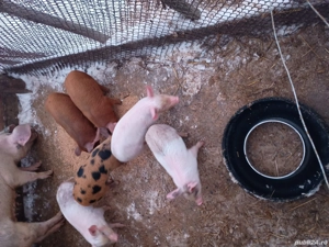 Vând purcei duroc cu petrean