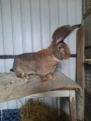 Iepuri Uriaș German - imagine 4