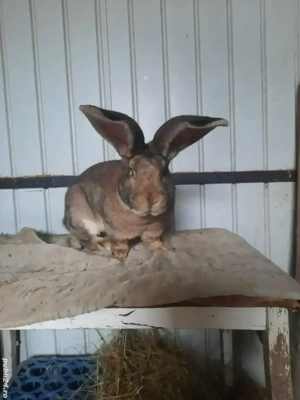 Iepuri Uriaș German - imagine 5