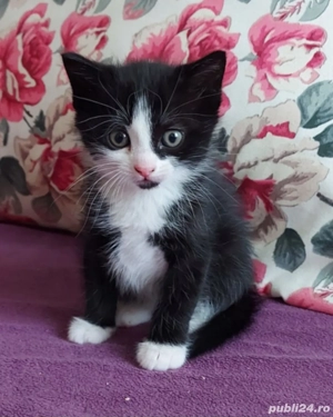 Siberiană de pădure 