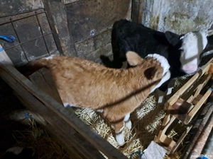 Vind 2 taurasi si o vitea de 2 saptamini. - imagine 3